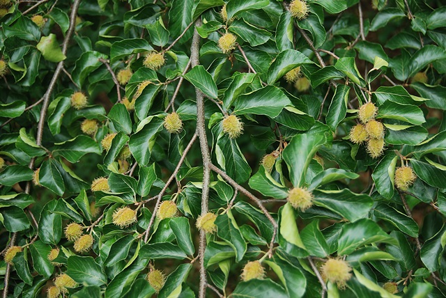 DSC_1677