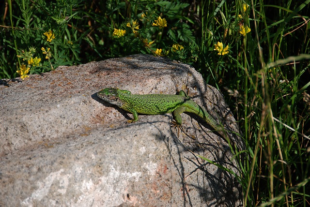 DSC_1726