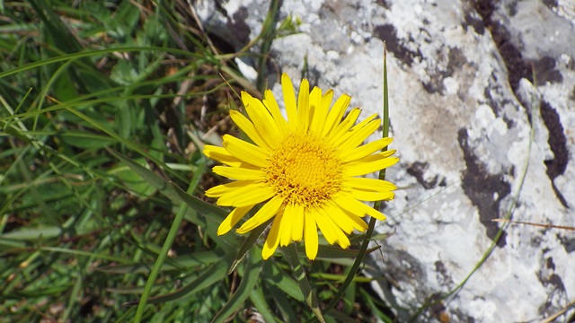 IMGP0015