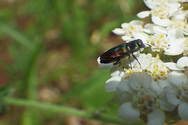 krasdec_Anthaxia